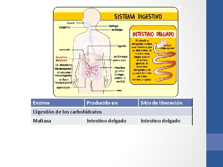 Enzima Producido en Sitio de liberación Digestión de los carbohidratos Maltasa Intestino delgado Enzima Producido en Sitio de liberación Digestión de los carbohidratos Maltasa Intestino delgado