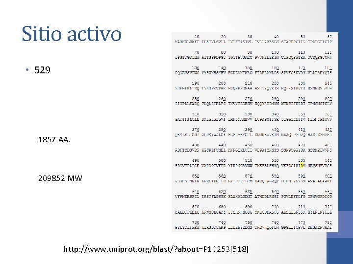 Sitio activo • 529 1857 AA. 209852 MW http: //www. uniprot. org/blast/? about=P 10253[518]