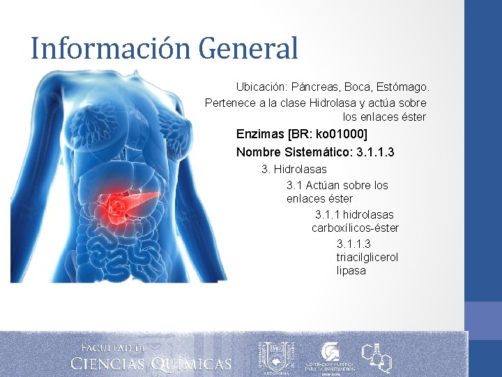 Información General Ubicación: Páncreas, Boca, Estómago. Pertenece a la clase Hidrolasa y actúa sobre Información General Ubicación: Páncreas, Boca, Estómago. Pertenece a la clase Hidrolasa y actúa sobre