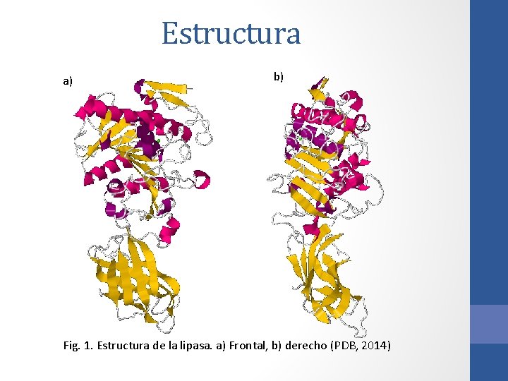 Estructura a) b) Fig. 1. Estructura de la lipasa. a) Frontal, b) derecho (PDB, Estructura a) b) Fig. 1. Estructura de la lipasa. a) Frontal, b) derecho (PDB,