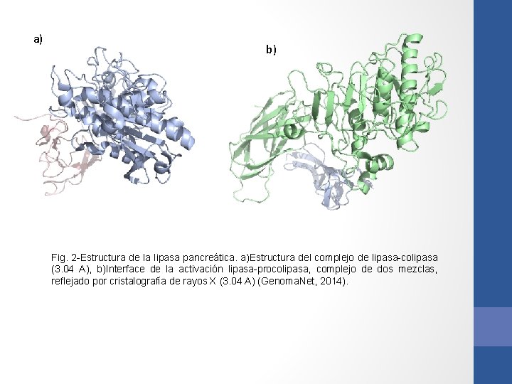 a) b) Fig. 2 -Estructura de la lipasa pancreática. a)Estructura del complejo de lipasa-colipasa a) b) Fig. 2 -Estructura de la lipasa pancreática. a)Estructura del complejo de lipasa-colipasa