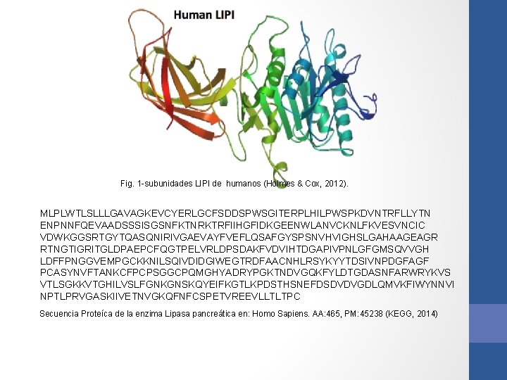 Fig. 1 -subunidades LIPI de humanos (Holmes & Cox, 2012). MLPLWTLSLLLGAVAGKEVCYERLGCFSDDSPWSGITERPLHILPWSPKDVNTRFLLYTN ENPNNFQEVAADSSSISGSNFKTNRKTRFIIHGFIDKGEENWLANVCKNLFKVESVNCIC VDWKGGSRTGYTQASQNIRIVGAEVAYFVEFLQSAFGYSPSNVHVIGHSLGAHAAGEAGR RTNGTIGRITGLDPAEPCFQGTPELVRLDPSDAKFVDVIHTDGAPIVPNLGFGMSQVVGH Fig. 1 -subunidades LIPI de humanos (Holmes & Cox, 2012). MLPLWTLSLLLGAVAGKEVCYERLGCFSDDSPWSGITERPLHILPWSPKDVNTRFLLYTN ENPNNFQEVAADSSSISGSNFKTNRKTRFIIHGFIDKGEENWLANVCKNLFKVESVNCIC VDWKGGSRTGYTQASQNIRIVGAEVAYFVEFLQSAFGYSPSNVHVIGHSLGAHAAGEAGR RTNGTIGRITGLDPAEPCFQGTPELVRLDPSDAKFVDVIHTDGAPIVPNLGFGMSQVVGH