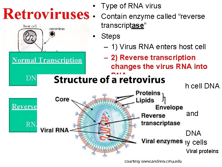 Retroviruses Normal Transcription DNA RNA Reverse Transcription RNA DNA • Type of RNA virus