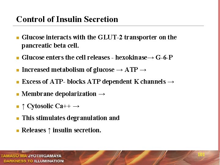 Control of Insulin Secretion n Glucose interacts with the GLUT-2 transporter on the pancreatic