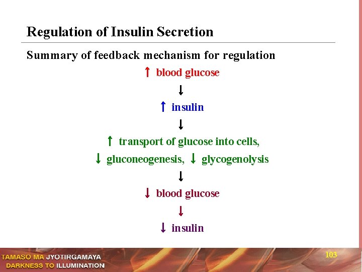 Regulation of Insulin Secretion Summary of feedback mechanism for regulation ↑ blood glucose ↓