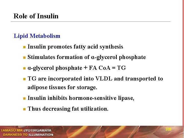 Role of Insulin Lipid Metabolism n Insulin promotes fatty acid synthesis n Stimulates formation