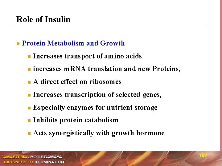 Role of Insulin n Protein Metabolism and Growth n Increases transport of amino acids