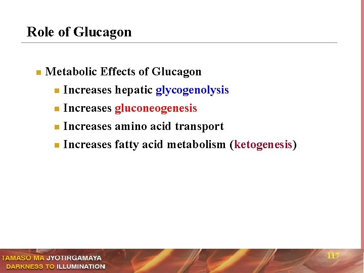 Role of Glucagon n Metabolic Effects of Glucagon Increases hepatic glycogenolysis n Increases gluconeogenesis