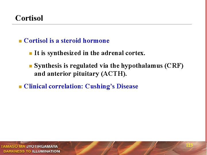 Cortisol n Cortisol is a steroid hormone n n n It is synthesized in