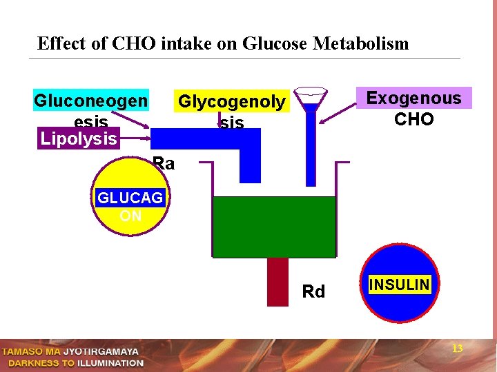 Effect of CHO intake on Glucose Metabolism Gluconeogen esis Lipolysis Exogenous CHO Glycogenoly sis