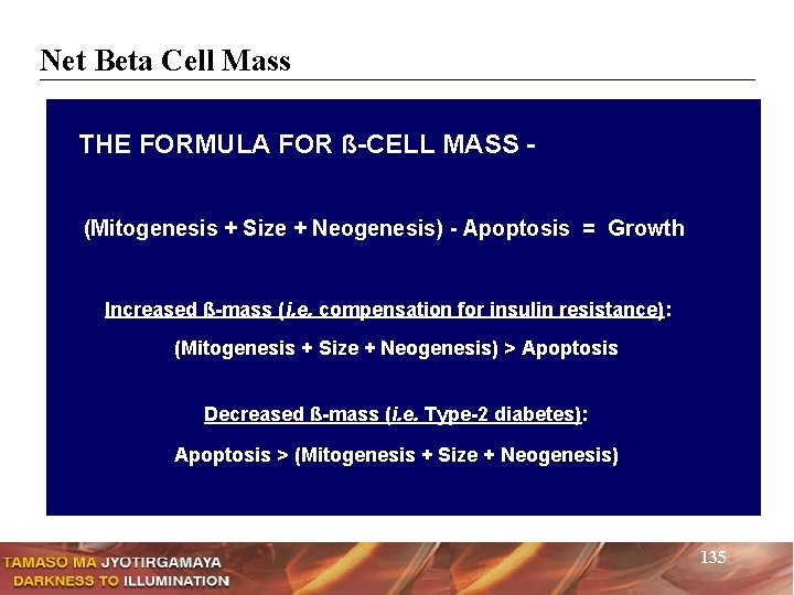 Net Beta Cell Mass THE FORMULA FOR ß-CELL MASS (Mitogenesis + Size + Neogenesis)