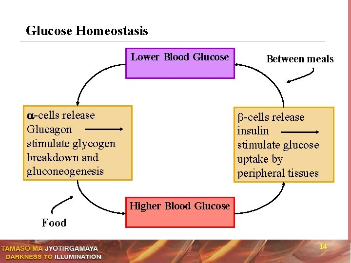 Glucose Homeostasis Lower Blood Glucose -cells release Glucagon stimulate glycogen breakdown and gluconeogenesis Between