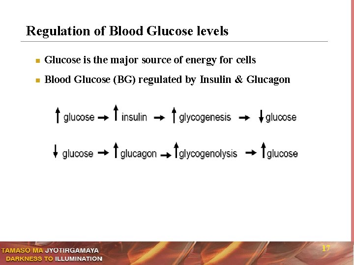 Regulation of Blood Glucose levels n Glucose is the major source of energy for