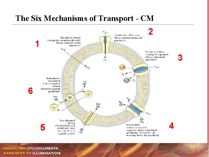 The Six Mechanisms of Transport - CM 2 1 3 6 5 4 20