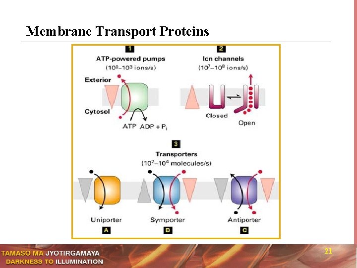 Membrane Transport Proteins 21 