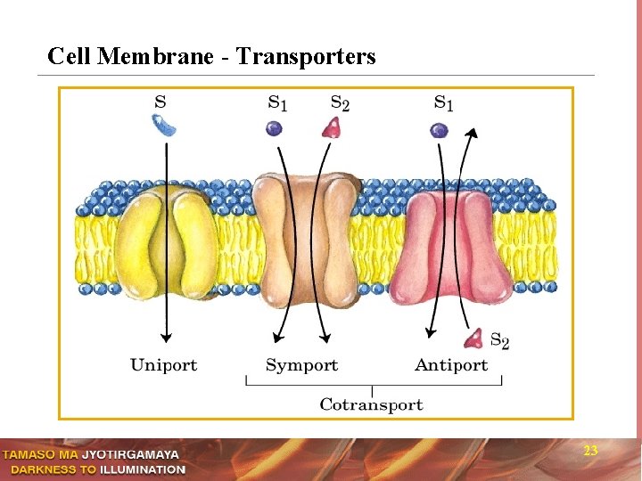 Cell Membrane - Transporters 23 