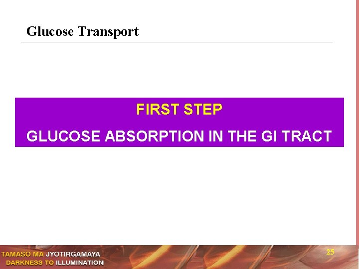 Glucose Transport FIRST STEP GLUCOSE ABSORPTION IN THE GI TRACT 25 