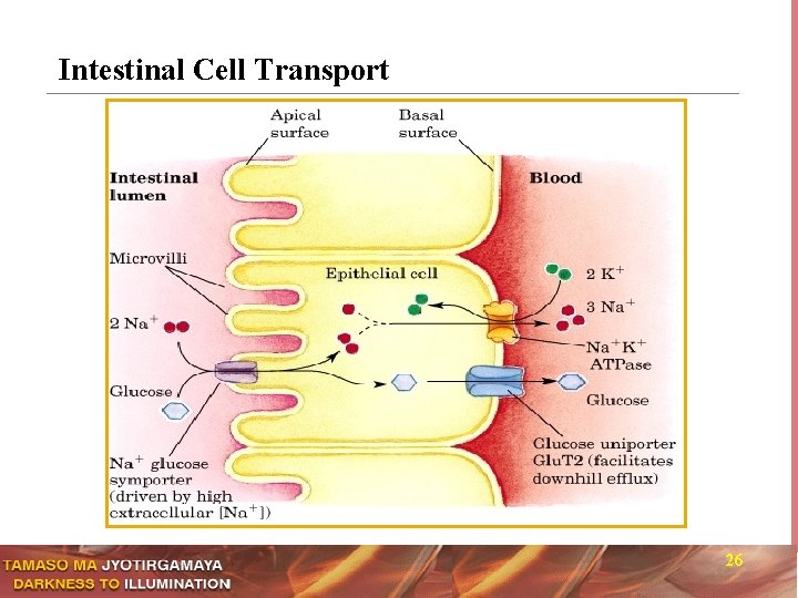 Intestinal Cell Transport 26 