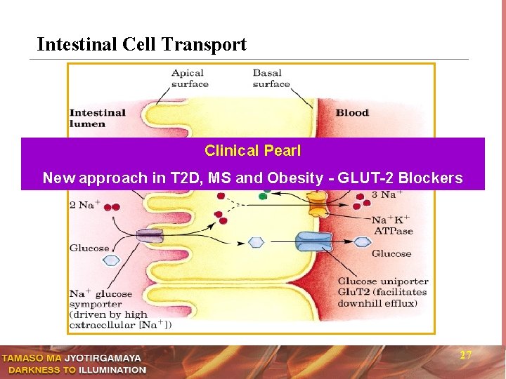 Intestinal Cell Transport Clinical Pearl New approach in T 2 D, MS and Obesity