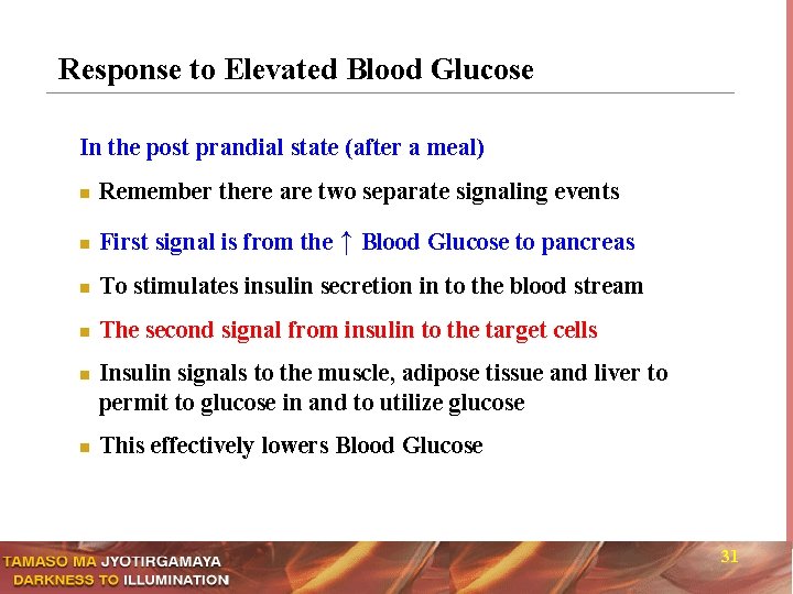 Response to Elevated Blood Glucose In the post prandial state (after a meal) n