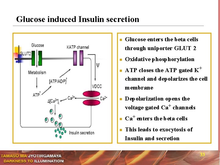 Glucose induced Insulin secretion n n n Glucose enters the beta cells through uniporter