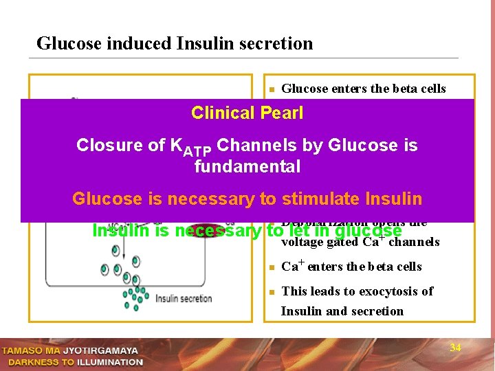 Glucose induced Insulin secretion Glucose enters the beta cells through uniporter GLUT 2 Pearl