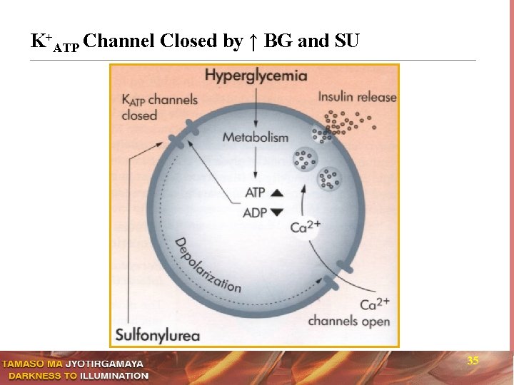 K+ATP Channel Closed by ↑ BG and SU 35 