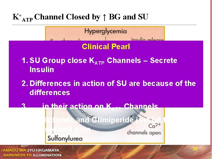 K+ATP Channel Closed by ↑ BG and SU Clinical Pearl 1. SU Group close