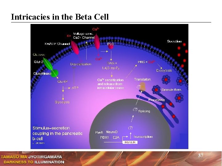 Intricacies in the Beta Cell 37 