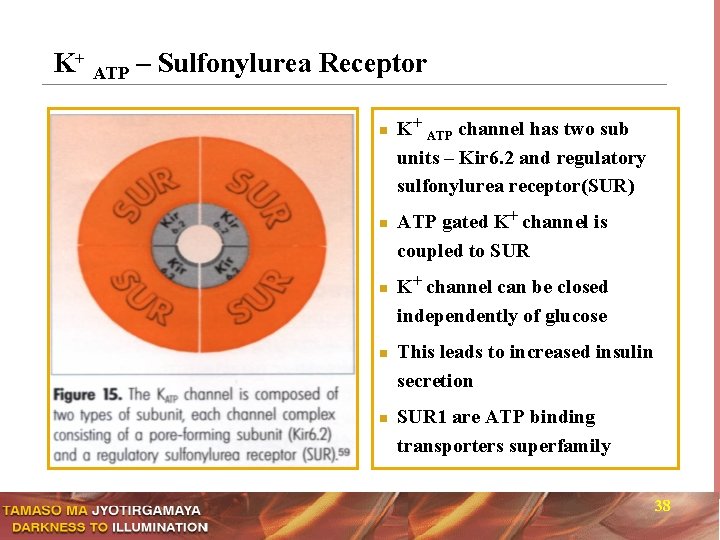 K+ ATP – Sulfonylurea Receptor n n n K+ ATP channel has two sub