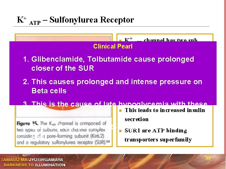 K+ ATP – Sulfonylurea Receptor K+ ATP channel has two sub Clinical Pearl units