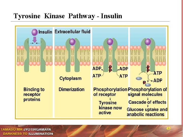 Tyrosine Kinase Pathway - Insulin 43 