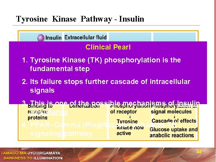 Tyrosine Kinase Pathway - Insulin Clinical Pearl 1. Tyrosine Kinase (TK) phosphorylation is the