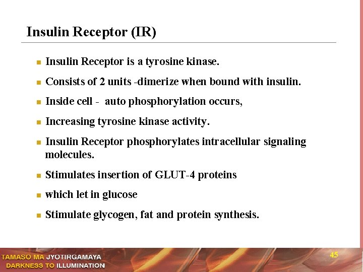 Insulin Receptor (IR) n Insulin Receptor is a tyrosine kinase. n Consists of 2