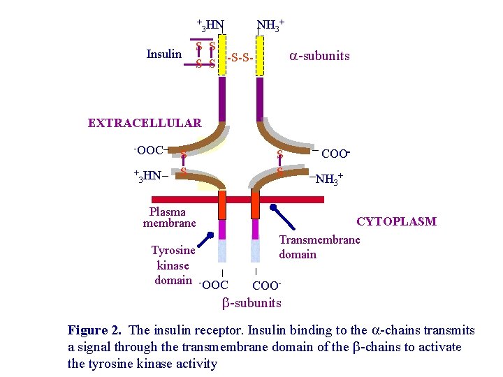 + Insulin 3 HN NH 3+ S S -S-S- -subunits EXTRACELLULAR -OOC + 3