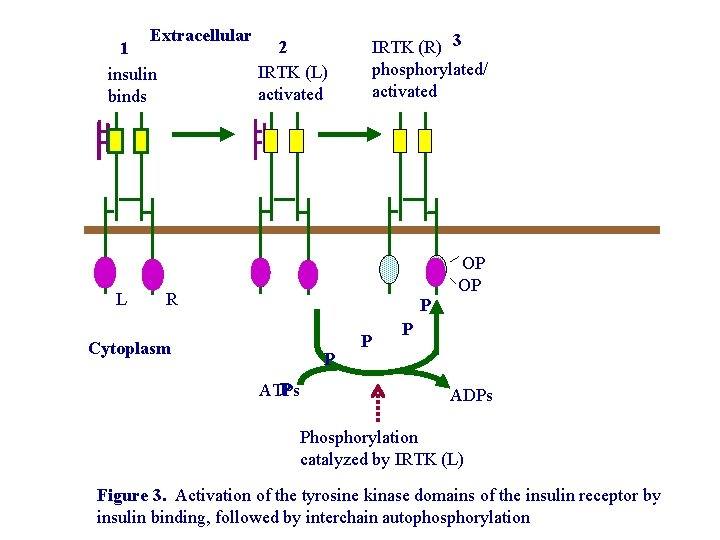 Extracellular 2 1 IRTK (L) insulin activated binds L IRTK (R) 3 phosphorylated/ activated