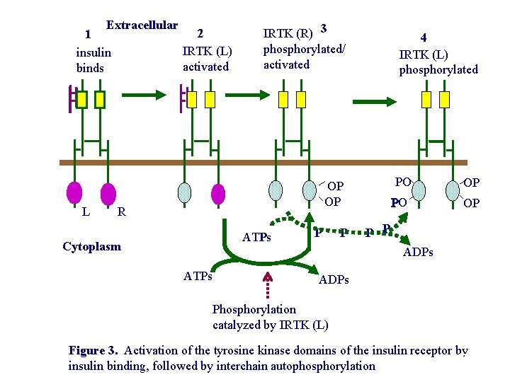 Extracellular 2 1 IRTK (L) insulin activated binds L IRTK (R) 3 phosphorylated/ activated