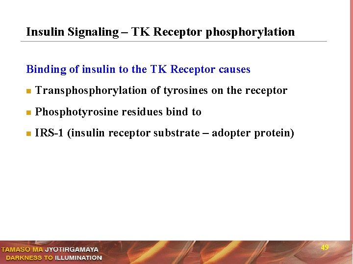 Insulin Signaling – TK Receptor phosphorylation Binding of insulin to the TK Receptor causes