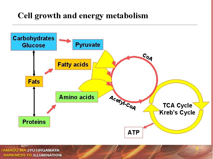 Cell growth and energy metabolism Carbohydrates Glucose Pyruvate Co A Fatty acids Fats Amino