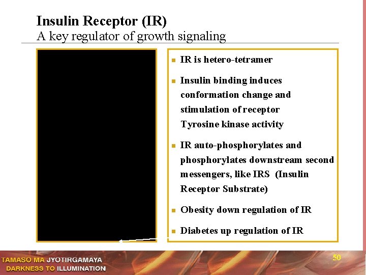 Insulin Receptor (IR) A key regulator of growth signaling n n n IR is