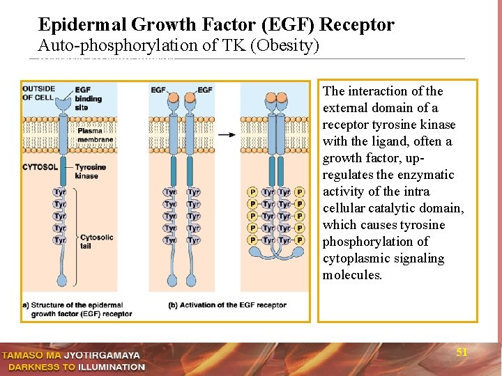 Epidermal Growth Factor (EGF) Receptor Auto-phosphorylation of TK (Obesity) Receptor tyrosine kinases The interaction