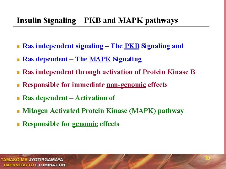 Insulin Signaling – PKB and MAPK pathways n Ras independent signaling – The PKB