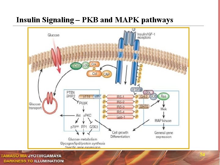 Insulin Signaling – PKB and MAPK pathways 54 