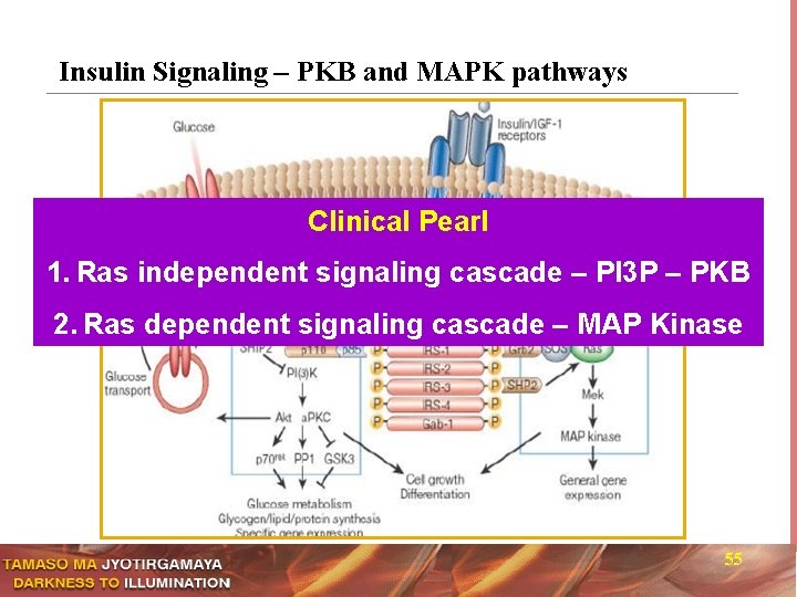 Insulin Signaling – PKB and MAPK pathways Clinical Pearl 1. Ras independent signaling cascade