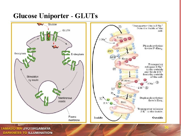 Glucose Uniporter - GLUTs 56 