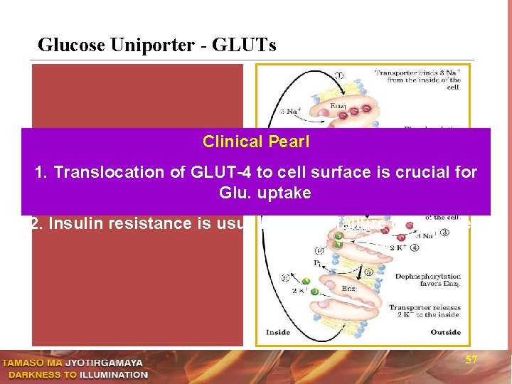 Glucose Uniporter - GLUTs Clinical Pearl 1. Translocation of GLUT-4 to cell surface is