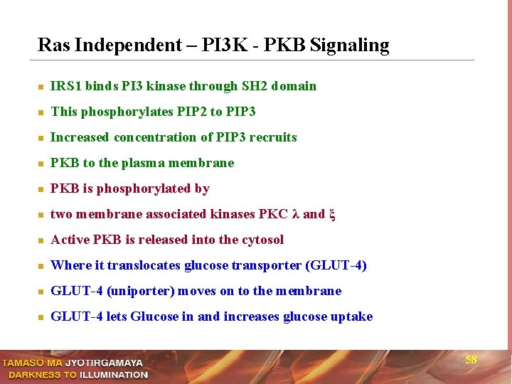 Ras Independent – PI 3 K - PKB Signaling n IRS 1 binds PI