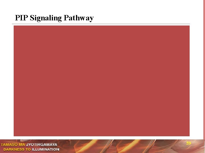 PIP Signaling Pathway 59 