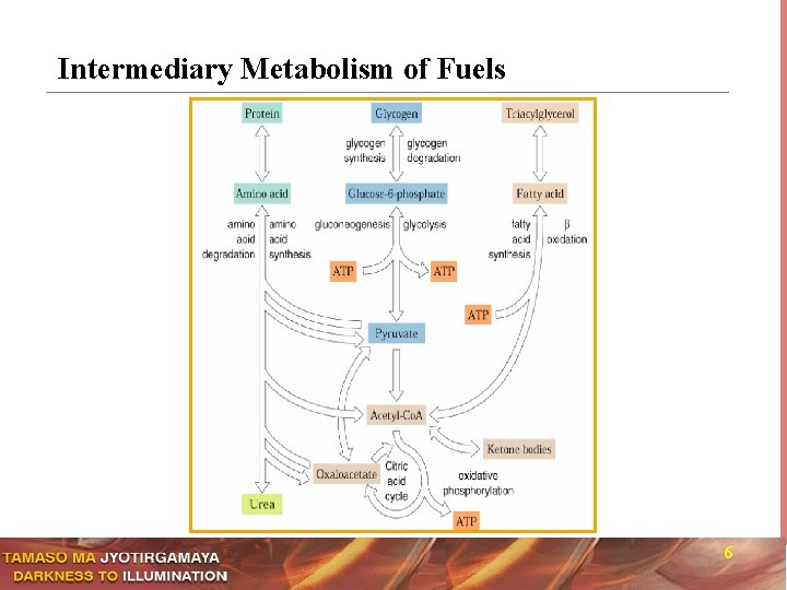 Intermediary Metabolism of Fuels 6 