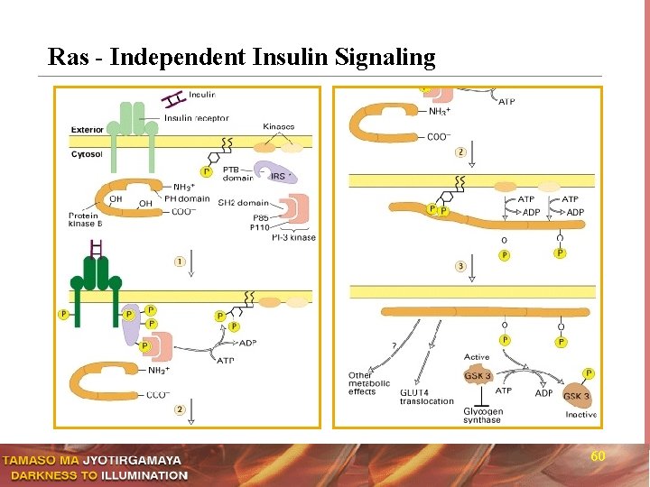 Ras - Independent Insulin Signaling 60 